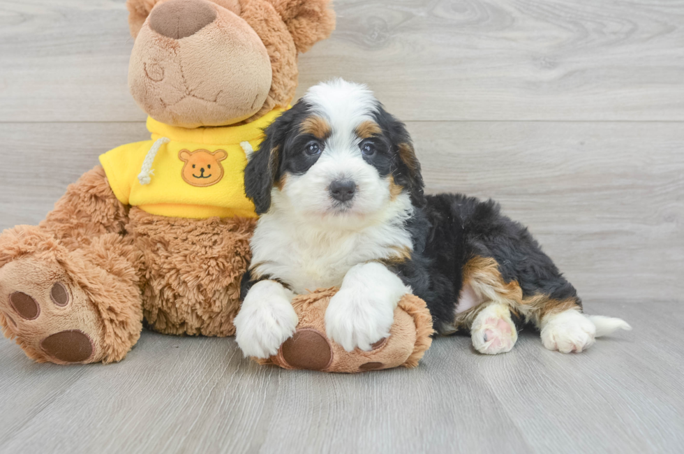7 week old Mini Bernedoodle Puppy For Sale - Premier Pups