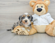 5 week old Mini Bernedoodle Puppy For Sale - Premier Pups
