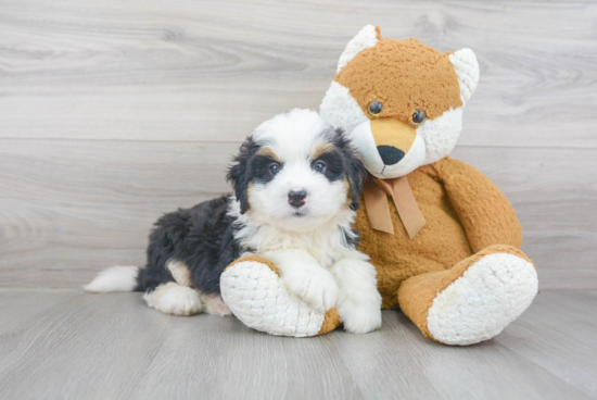 Funny Mini Bernedoodle Poodle Mix Pup