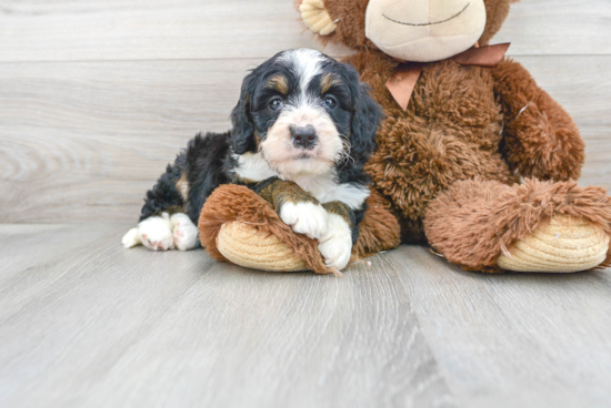 Mini Bernedoodle Puppy for Adoption