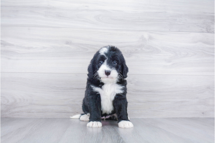  F1 MINI BERNEDOODLE PUPPY