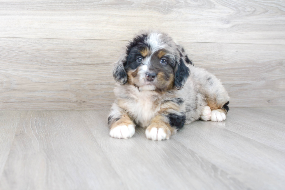 Meet Jedi - our Mini Bernedoodle Puppy Photo 1/3 - Premier Pups