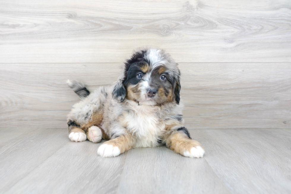 Meet Jedi - our Mini Bernedoodle Puppy Photo 2/3 - Premier Pups