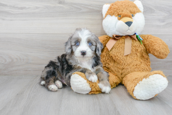 Playful Bernadoodle Poodle Mix Puppy