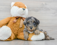 6 week old Mini Bernedoodle Puppy For Sale - Premier Pups