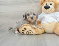 5 week old Mini Bernedoodle Puppy For Sale - Premier Pups