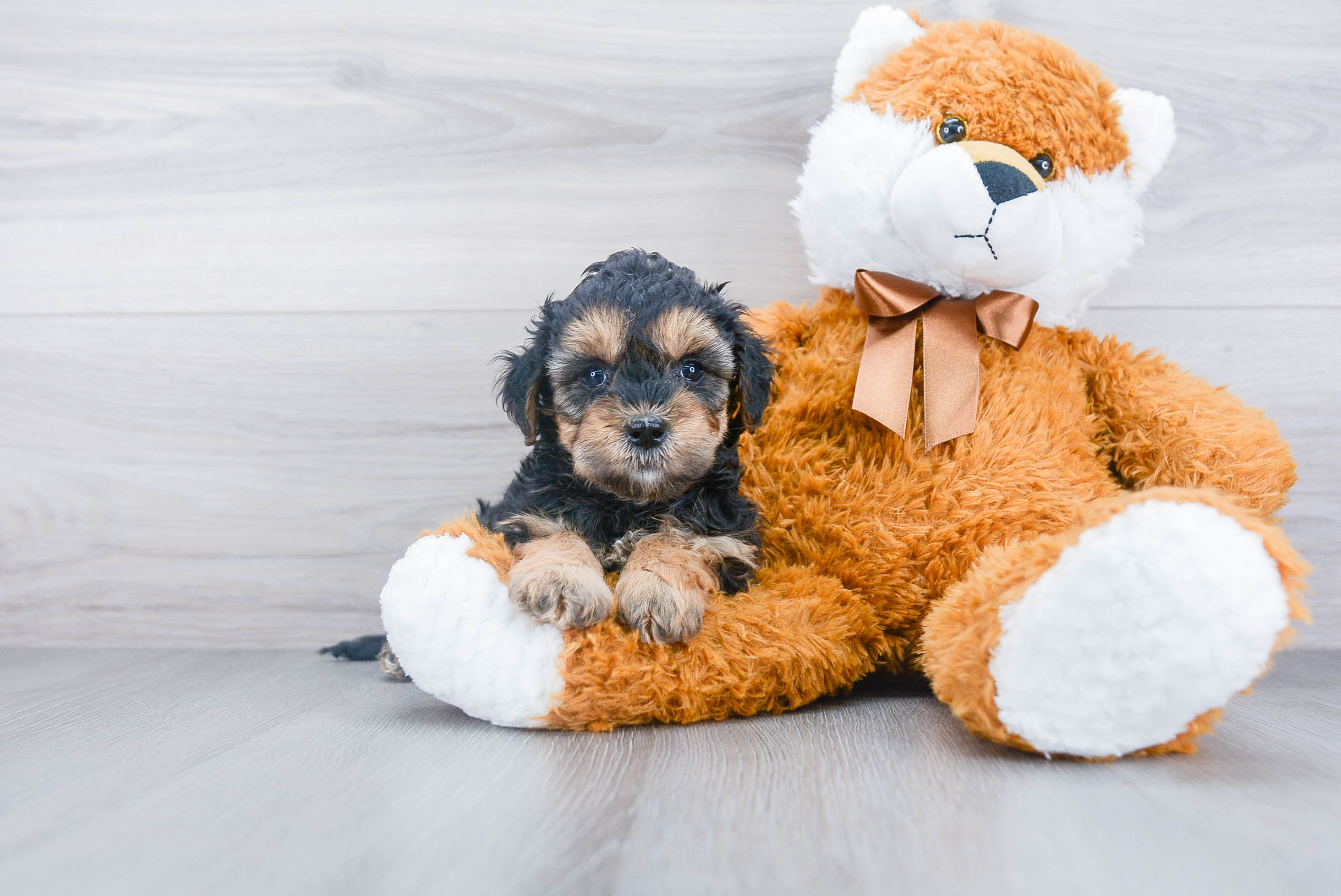 stuffed bernedoodle