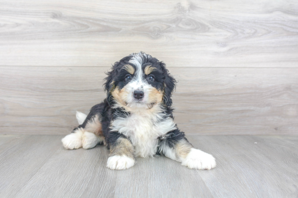pic Miniature Bernedoodle Puppies For Sale miniature bernedoodle puppies for sale
