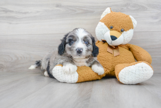 Mini Bernedoodle Pup Being Cute