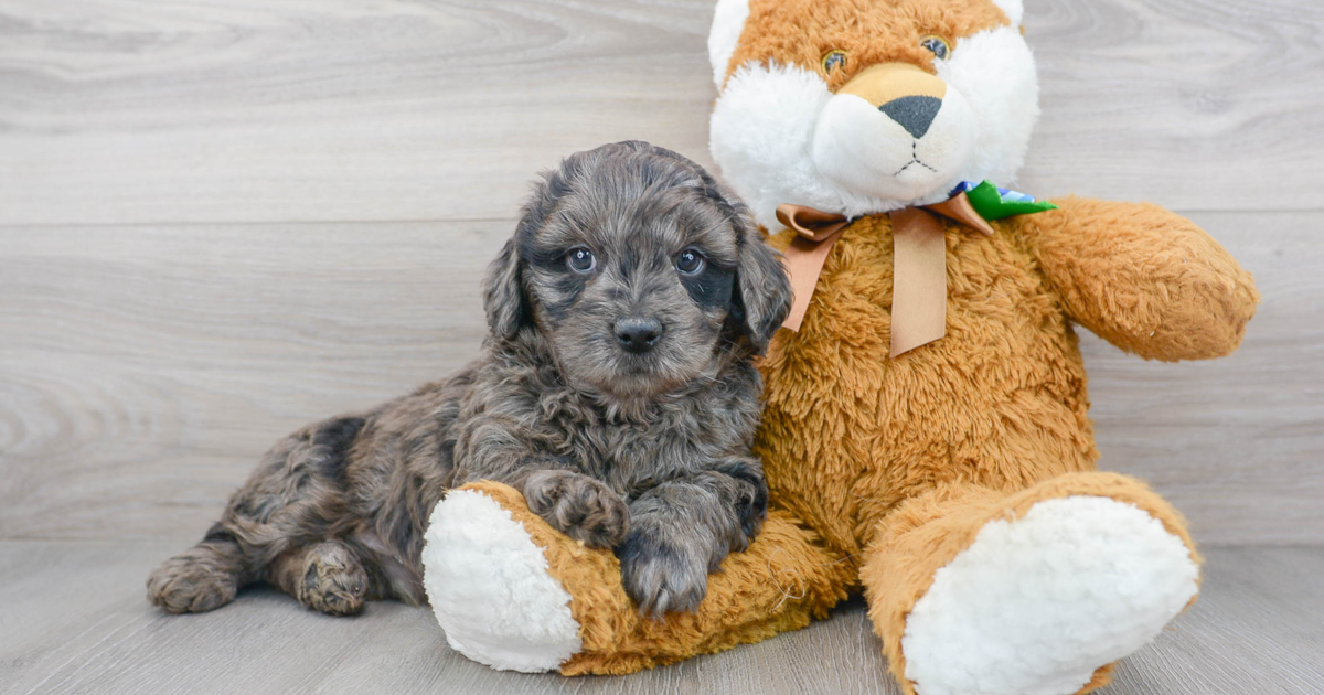 Smart Mini Bernedoodle Jeffy: 6lb 2oz Doodle Puppy