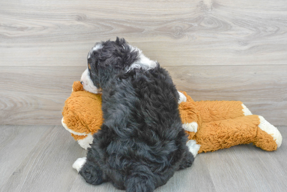 Happy Mini Bernedoodle Jeffy: 10lb 12oz Doodle Puppy