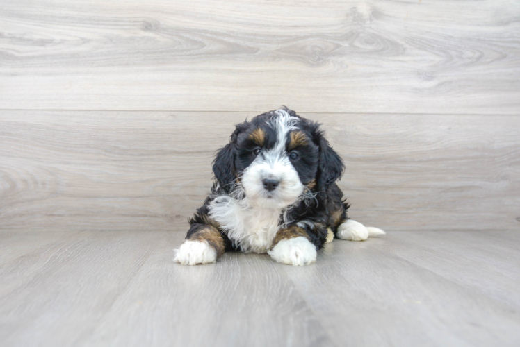 Meet Jess - our Mini Bernedoodle Puppy Photo 2/3 - Premier Pups