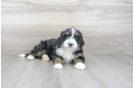 Meet Jess - our Mini Bernedoodle Puppy Photo 1/3 - Premier Pups