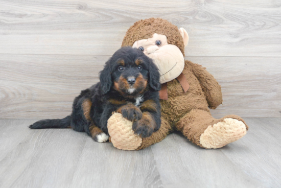 Mini Bernedoodle Puppy for Adoption