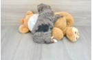Funny Mini Bernedoodle Poodle Mix Pup
