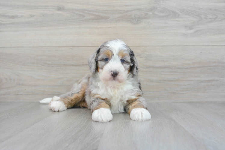 Friendly Mini Bernedoodle Baby