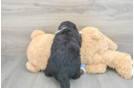 Best Mini Bernedoodle Baby