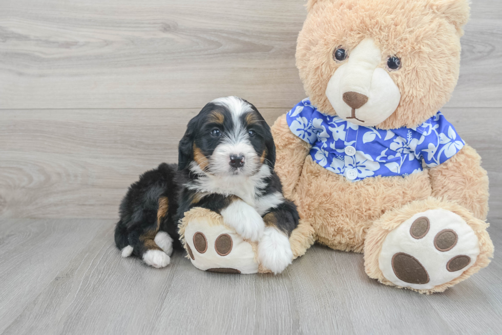 Mini Bernedoodle Lance: 5lb 12oz Doodle Puppy