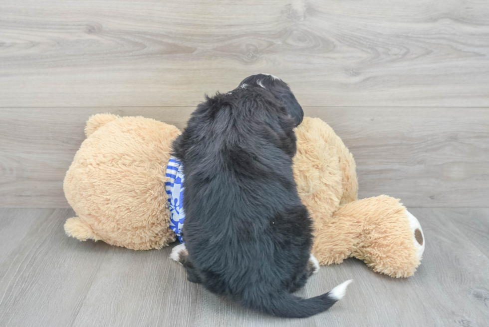 Mini Bernedoodle Lance: 5lb 12oz Doodle Puppy