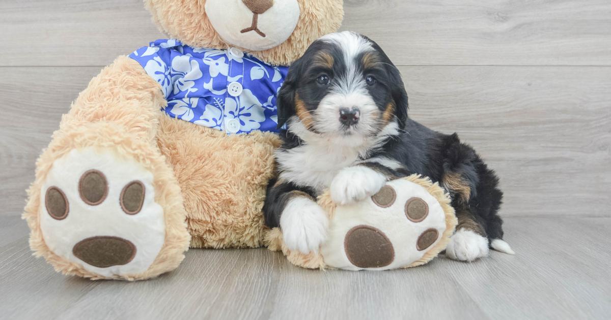 Mini Bernedoodle Lance: 5lb 12oz Doodle Puppy