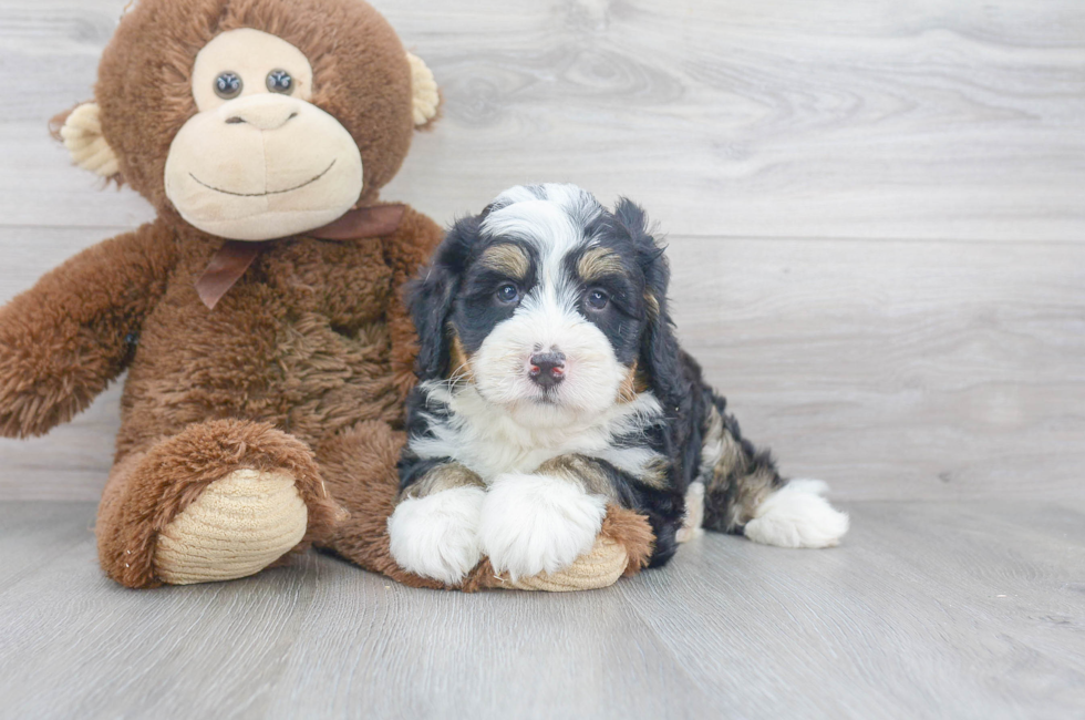 Mini Sheepadoodle for Sale | Premier Pups located in Ohio