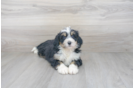 Meet Lance - our Mini Bernedoodle Puppy Photo 2/3 - Premier Pups