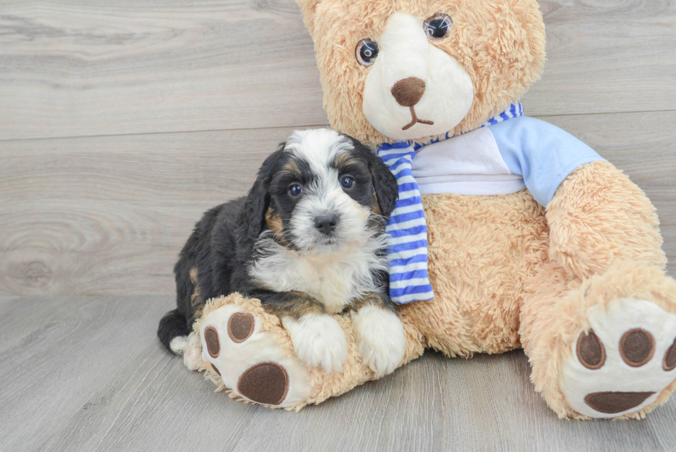 Mini Bernedoodle Puppy for Adoption