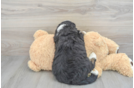 Best Mini Bernedoodle Baby