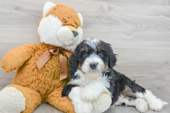 Smart Mini Bernedoodle Poodle Mix Pup