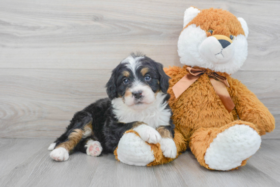 Cute Mini Bernedoodle Baby