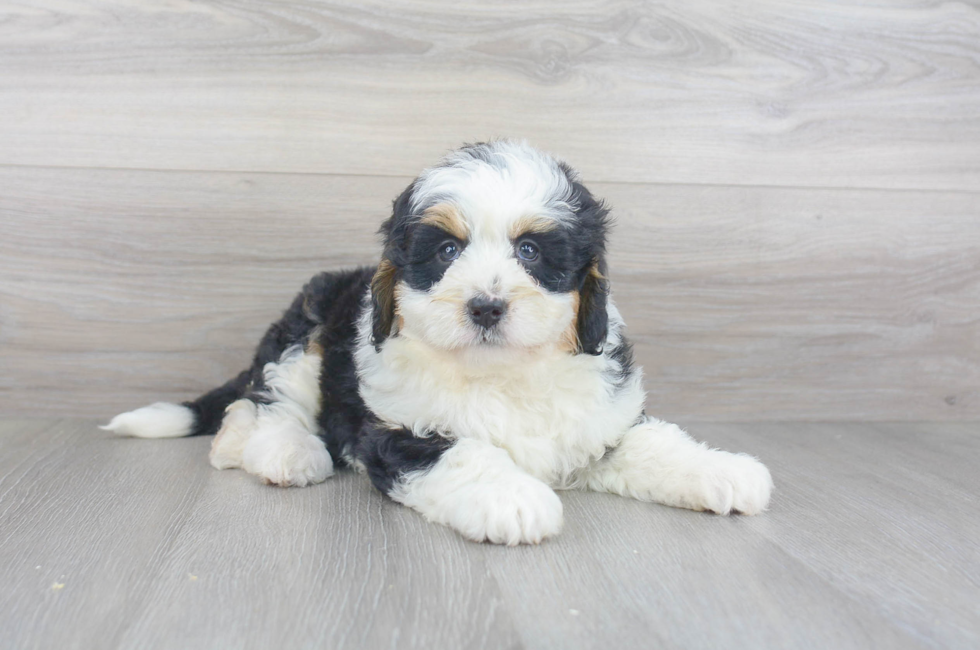 Mini Sheepadoodle for Sale | Premier Pups located in Ohio