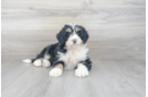 Meet Lauren - our Mini Bernedoodle Puppy Photo 1/3 - Premier Pups