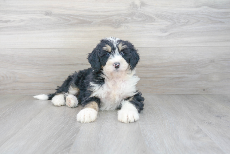 Meet Lauren - our Mini Bernedoodle Puppy Photo 1/3 - Premier Pups
