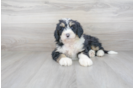 Meet Lauren - our Mini Bernedoodle Puppy Photo 2/3 - Premier Pups