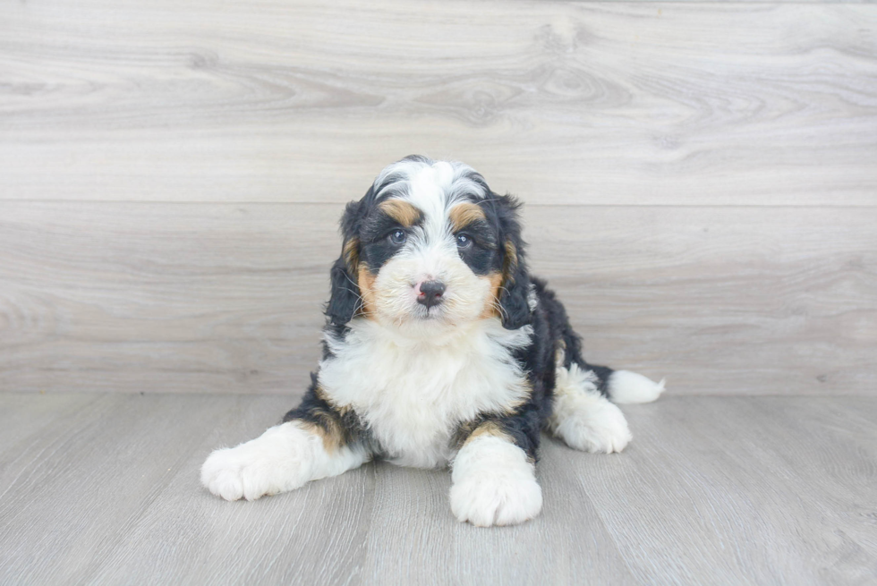 Meet Mac - our Mini Bernedoodle Puppy Photo 2/3 - Premier Pups