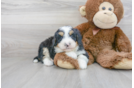 Meet Legend - our Mini Bernedoodle Puppy Photo 2/3 - Premier Pups