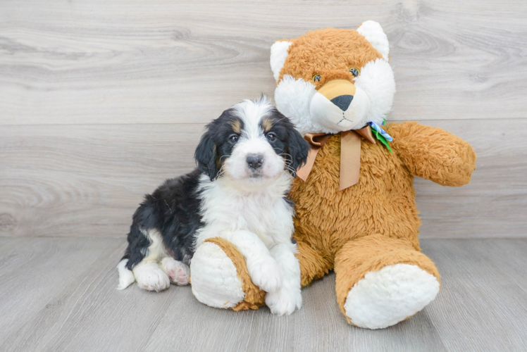 Meet Legend - our Mini Bernedoodle Puppy Photo 1/3 - Premier Pups