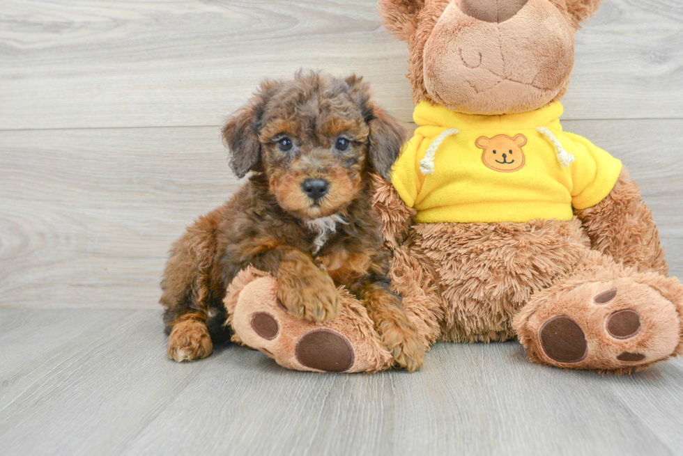 Funny Mini Bernedoodle Poodle Mix Pup