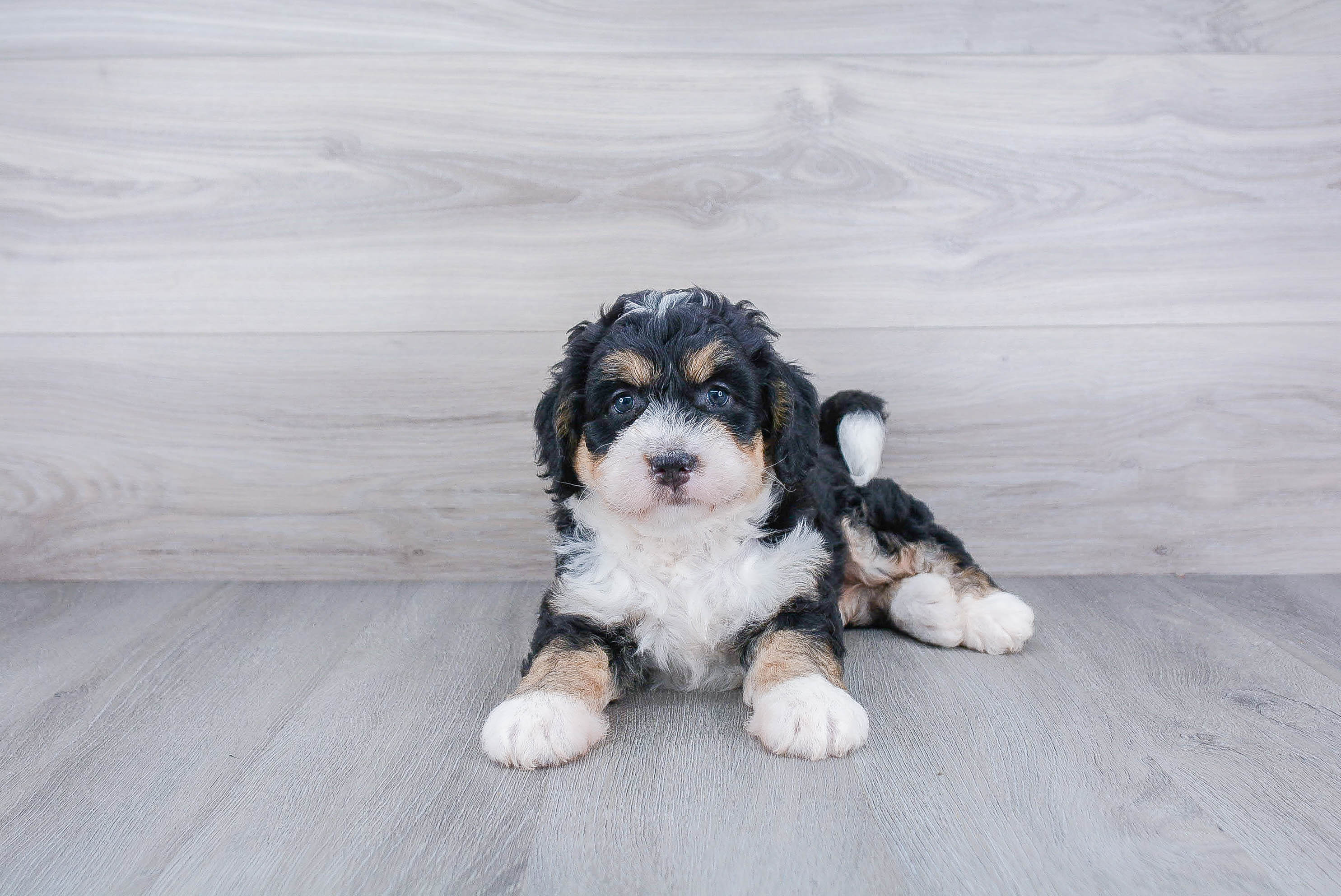 Cute clearance bernedoodle puppies