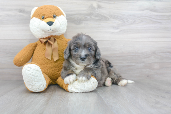 Mini Bernedoodle Puppy for Adoption