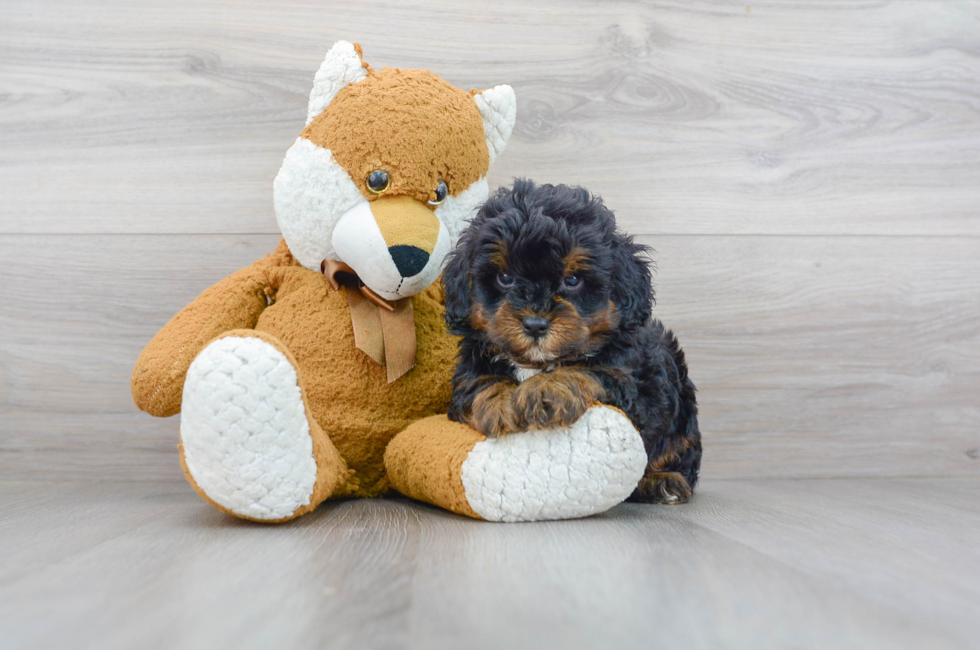 Mini Bernedoodle Puppies For Sale Your Journey Starts Here - 3h34qs3