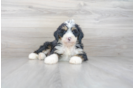 Meet Leo - our Mini Bernedoodle Puppy Photo 1/3 - Premier Pups