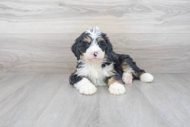 Meet Leo - our Mini Bernedoodle Puppy Photo 2/3 - Premier Pups