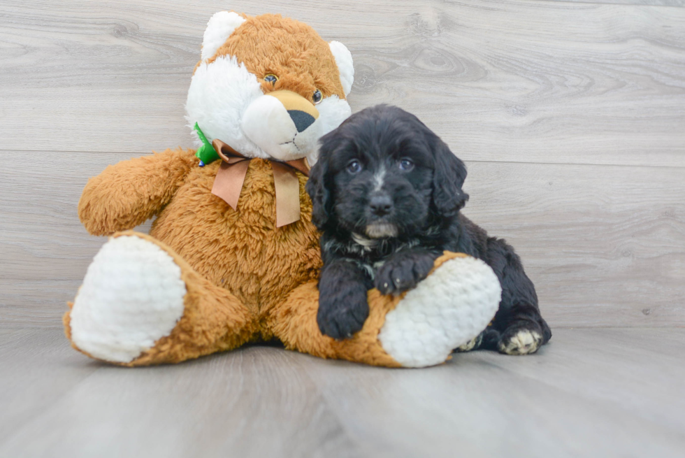 Meet Leo - our Mini Bernedoodle Puppy Photo 2/3 - Premier Pups