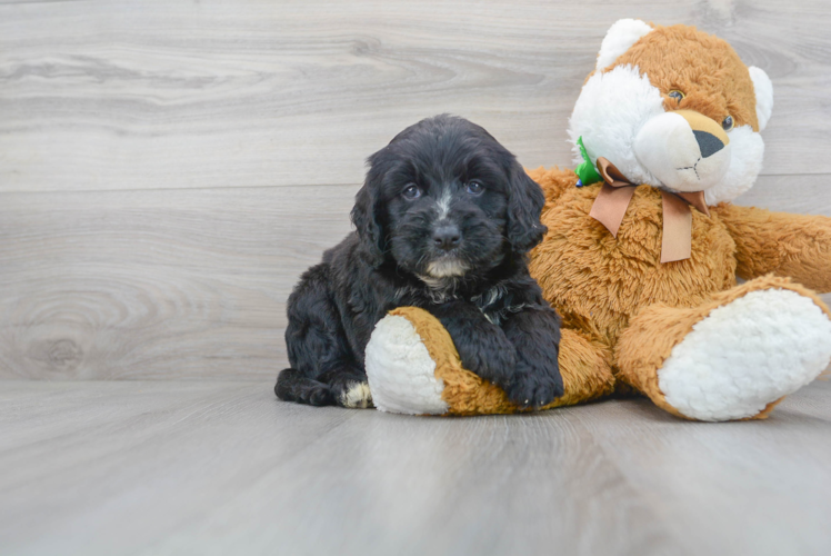 Meet Leo - our Mini Bernedoodle Puppy Photo 1/3 - Premier Pups