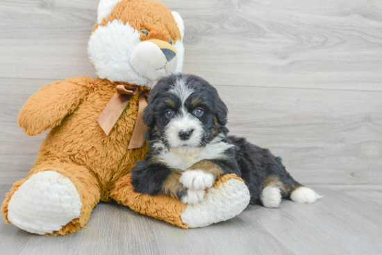 Mini Bernedoodle Puppy for Adoption