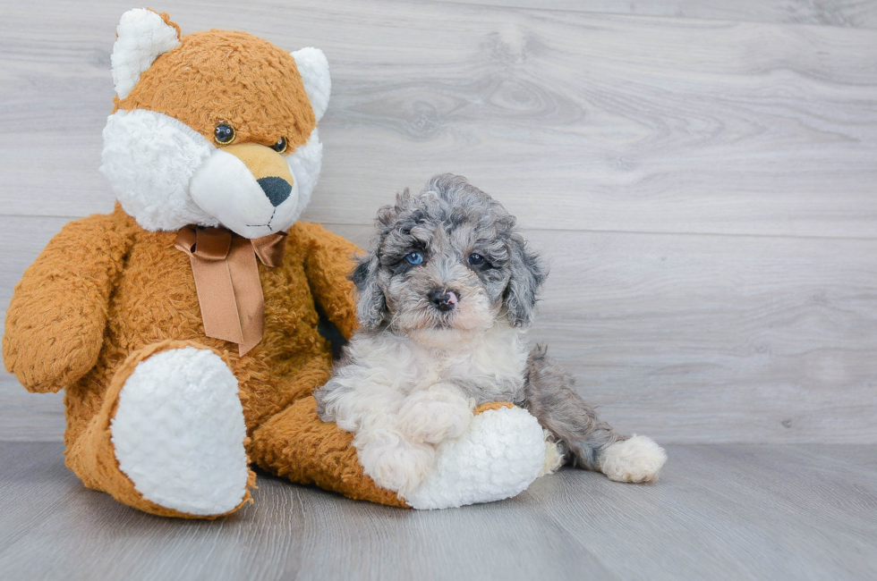 Dont Wait Adorable Mini Bernedoodle Puppies For Sale Available Now - 0ykx7rx
