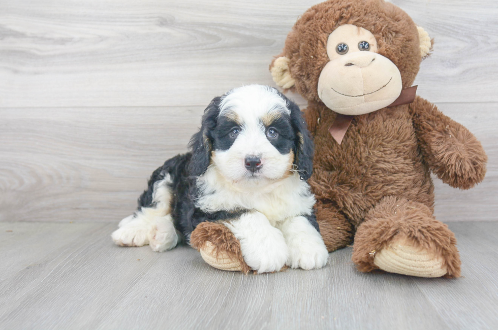 Mini Sheepadoodle for Sale | Premier Pups located in Ohio