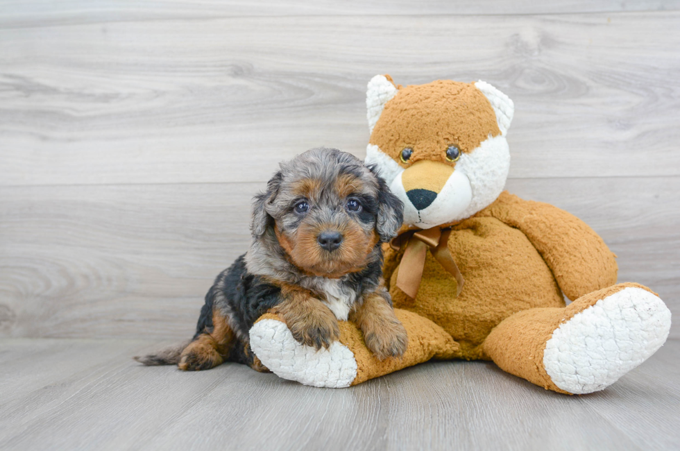 Miniature Bernedoodle Puppies for Sale