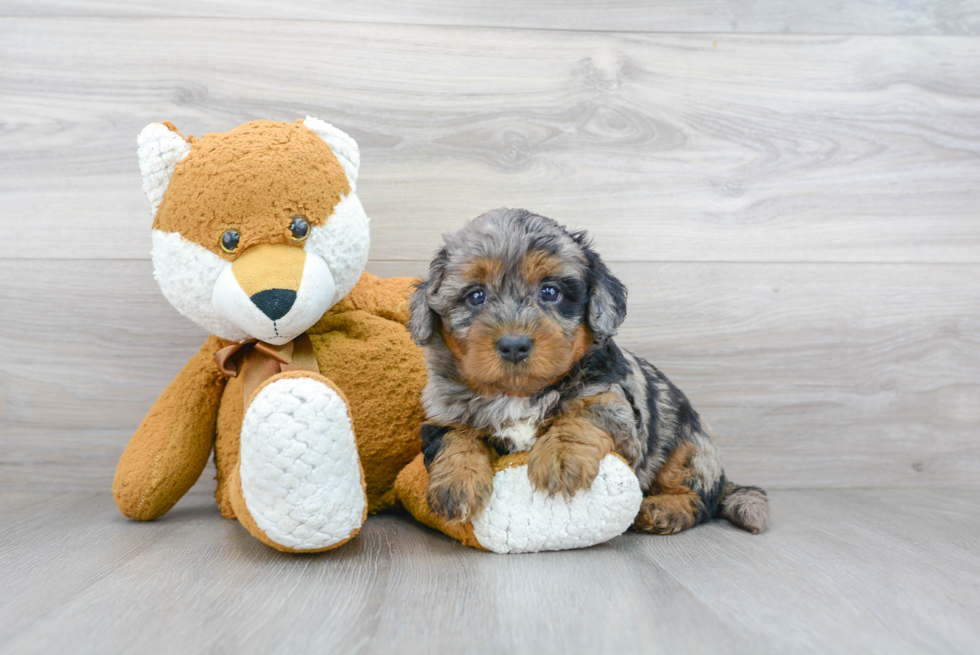 Meet Woodson Perry - our Mini Bernedoodle Puppy Photo 2/3 - Premier Pups